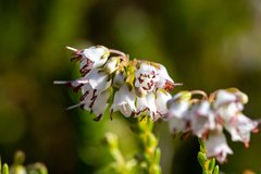 Erica capillaris
