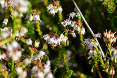 Erica capillaris