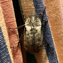 Dermolepida albohirtum