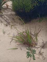 Anthoxanthum redolens