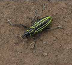 Naupactus rivulosus