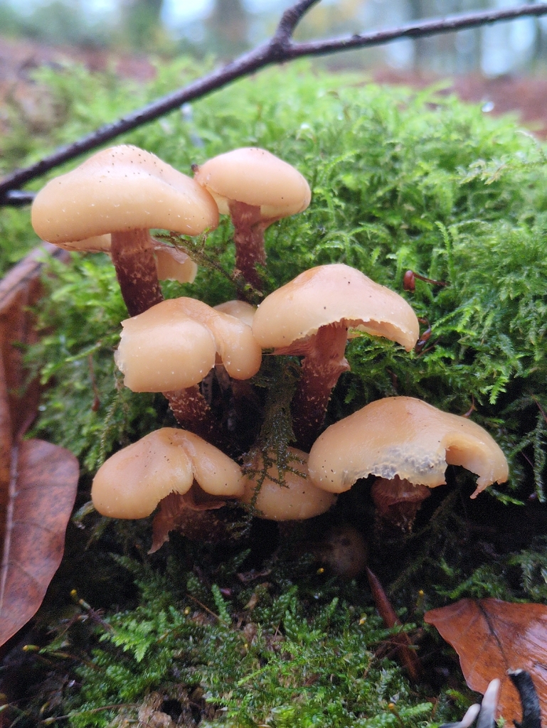 Kuehneromyces mutabilis · November 2025 · photo: © vincent_b (iNaturalist, cc-by)