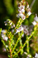 Erica capillaris