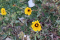 Taraxacum officinale image