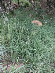 Chlorophytum bowkeri