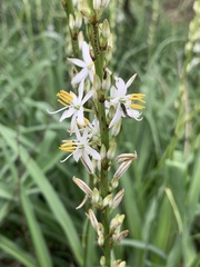 Chlorophytum bowkeri