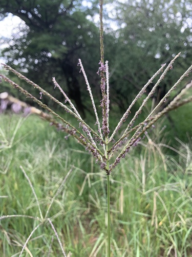 Digitaria eriantha