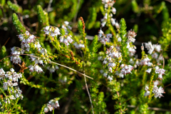 Erica capillaris