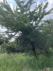 Vachellia robusta robusta