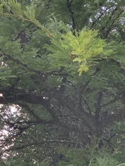 Vachellia robusta robusta