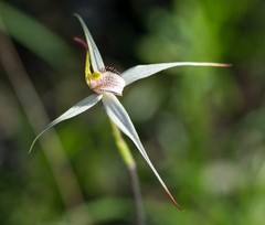 Caladenia rigida