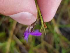 Psoralea trullata