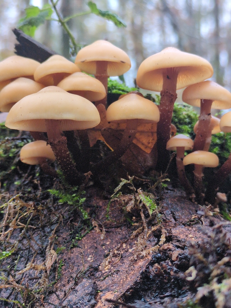 Kuehneromyces mutabilis · November 2025 · photo: © vincent_b (iNaturalist, cc-by)