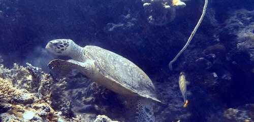 Eretmochelys imbricata