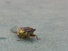 Neotibicen lyricen engelhardti