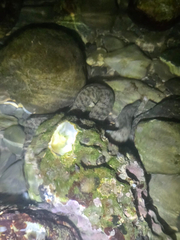 Peppered Moray
