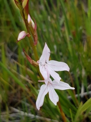 Disa gladioliflora gladioliflora
