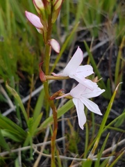 Disa gladioliflora gladioliflora