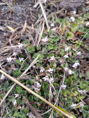 Lobelia ardisiandroides