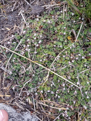 Lobelia ardisiandroides