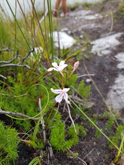 Disa gladioliflora gladioliflora