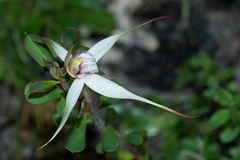 Caladenia rigida