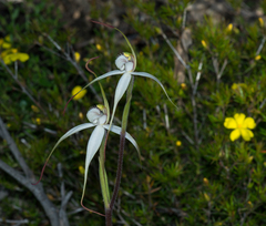 Caladenia rigida