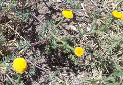 Anacyclus valentinus