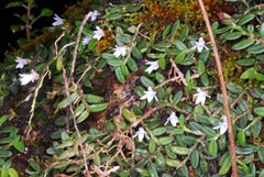 Angraecum