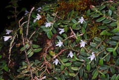 Angraecum
