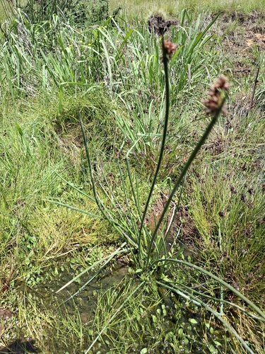 Bristly Clubrush (Schoenoplectiella brachyceras)