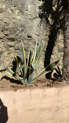 Avistamiento Pita (Agave americana)