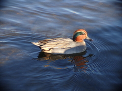Anas crecca crecca
