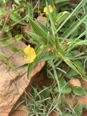 Commelina africana barberae