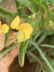 Commelina africana barberae