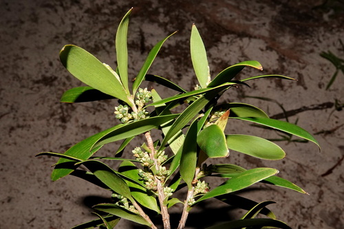 Styphelia cymbulae observed 2025-11-15