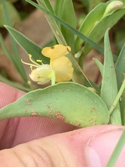 Commelina africana barberae