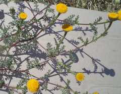 Anacyclus valentinus