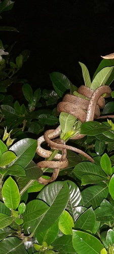 Collared Cat Snake