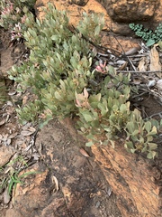 Searsia magalismontana magalismontana