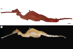 Ruby Seadragon photo 4