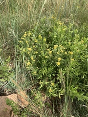 Pearsonia cajanifolia