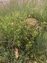 Pearsonia cajanifolia