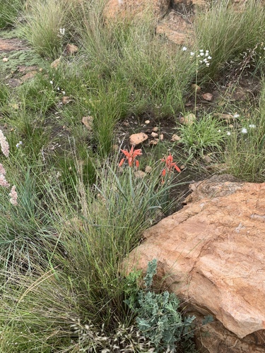 Image of Aloe verecunda by (c) Matthew Fainman, some rights reserved (CC BY)