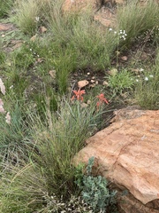 Aloe verecunda