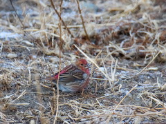 Carpodacus roseus