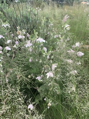 Clematis villosa