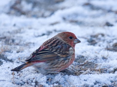 Carpodacus roseus