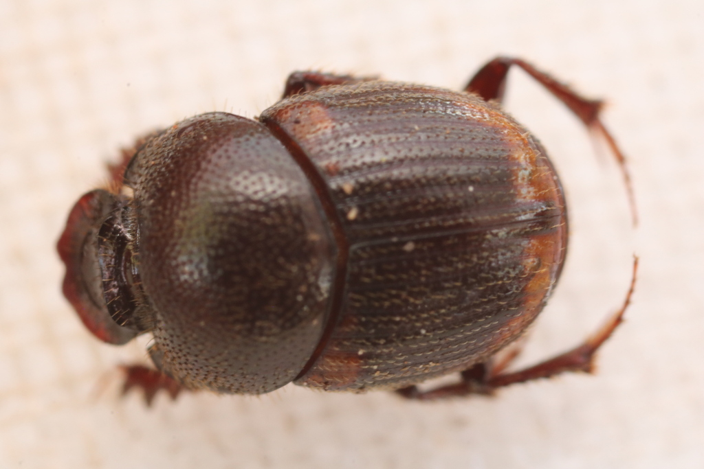 Onthophagus guttatus