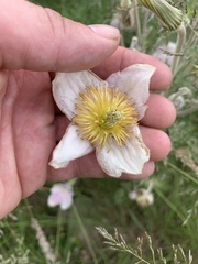 Clematis villosa